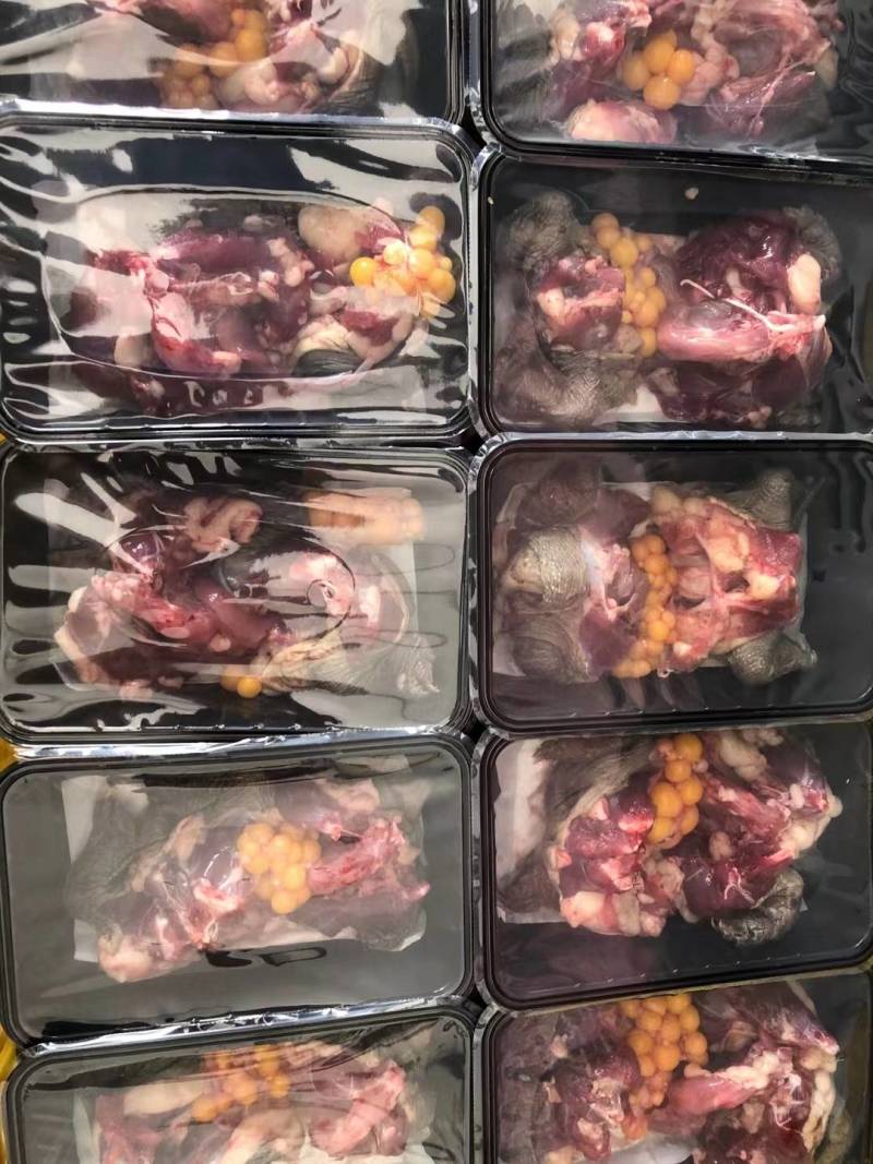 生龟批发、生鲜龟肉批发