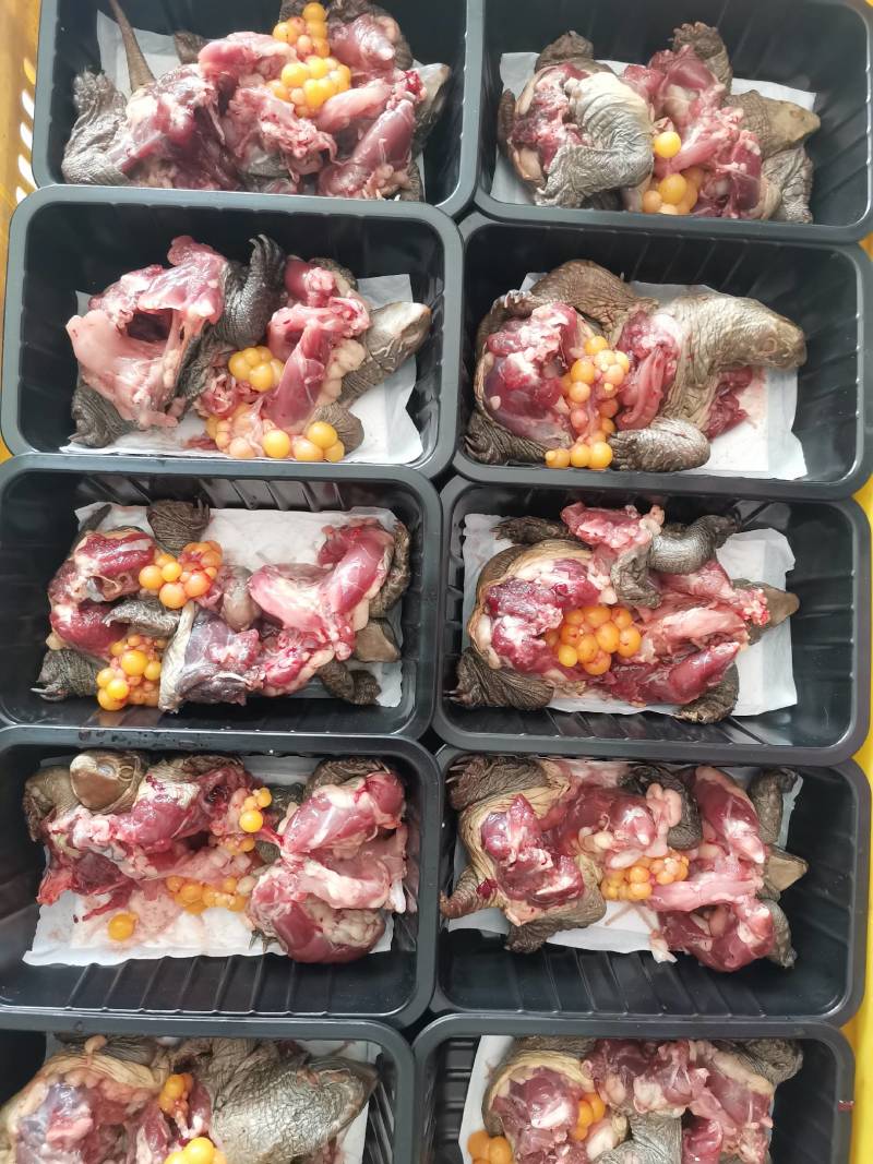 生龟批发、生鲜龟肉批发