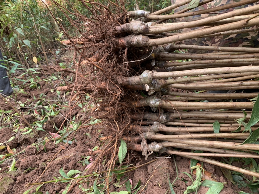 展示五月脆李子树苗根部细节,根须密集,主根粗壮 五月脆李子树苗的根系结构