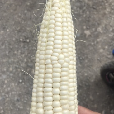 精品白糯玉米