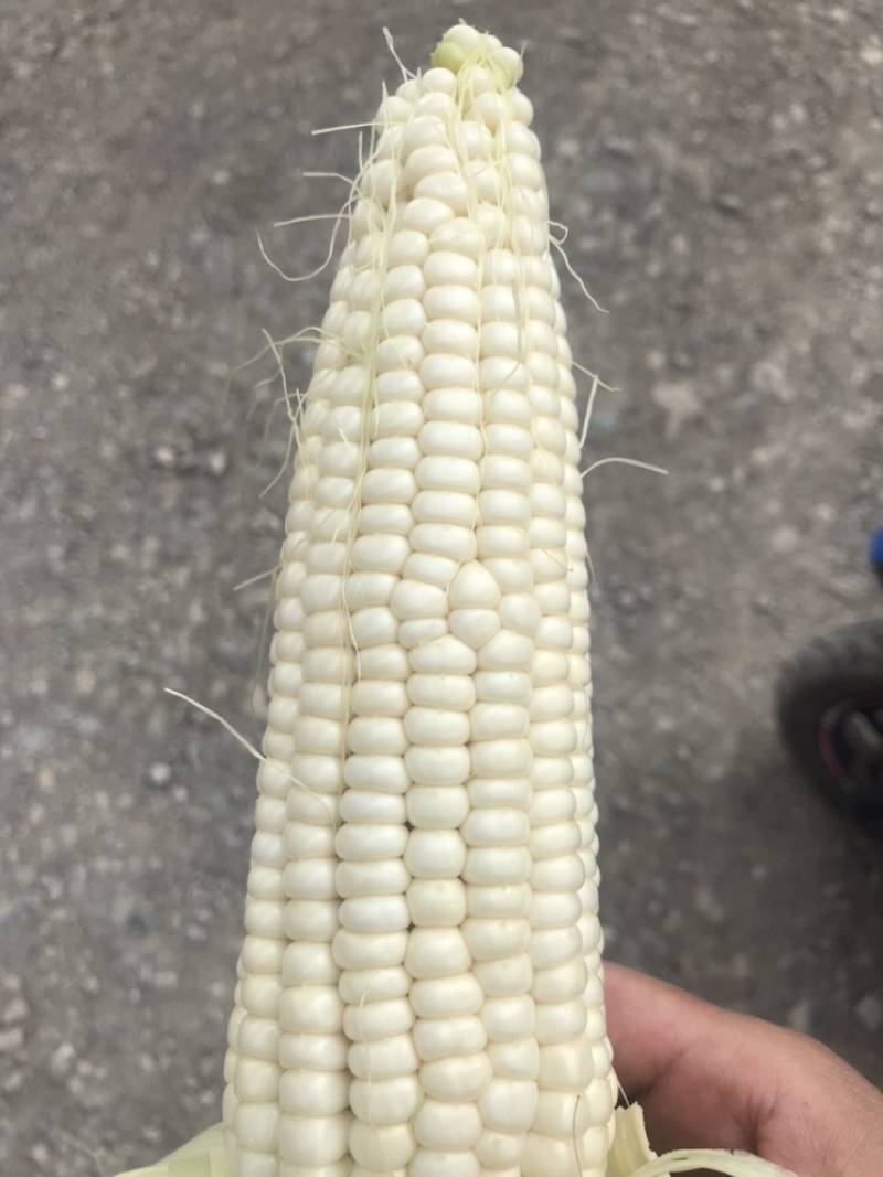 精品白糯玉米