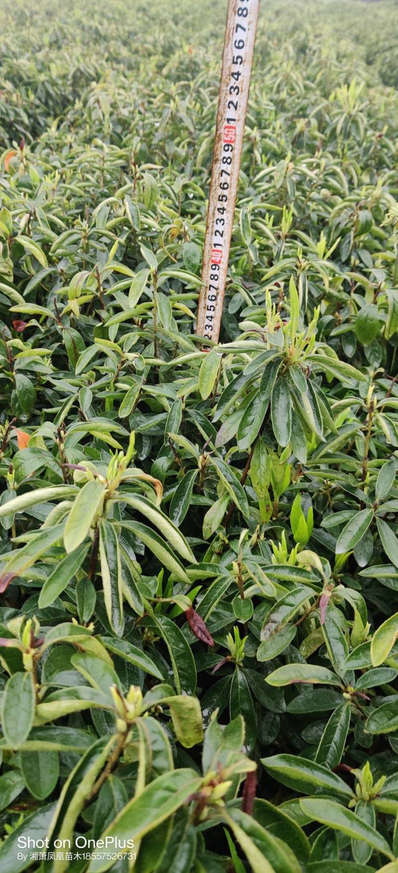 毛杜鹃，毛鹃，绍兴基地直销，毛杜鹃批发量大从优