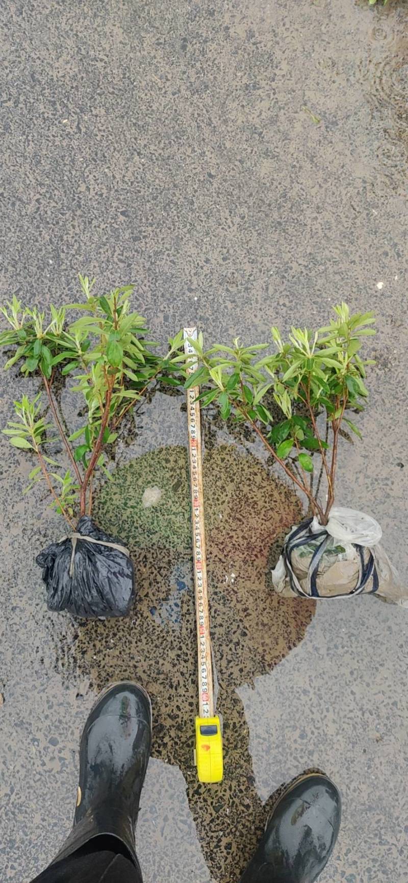 毛杜鹃，毛鹃，绍兴基地直销，毛杜鹃批发量大从优