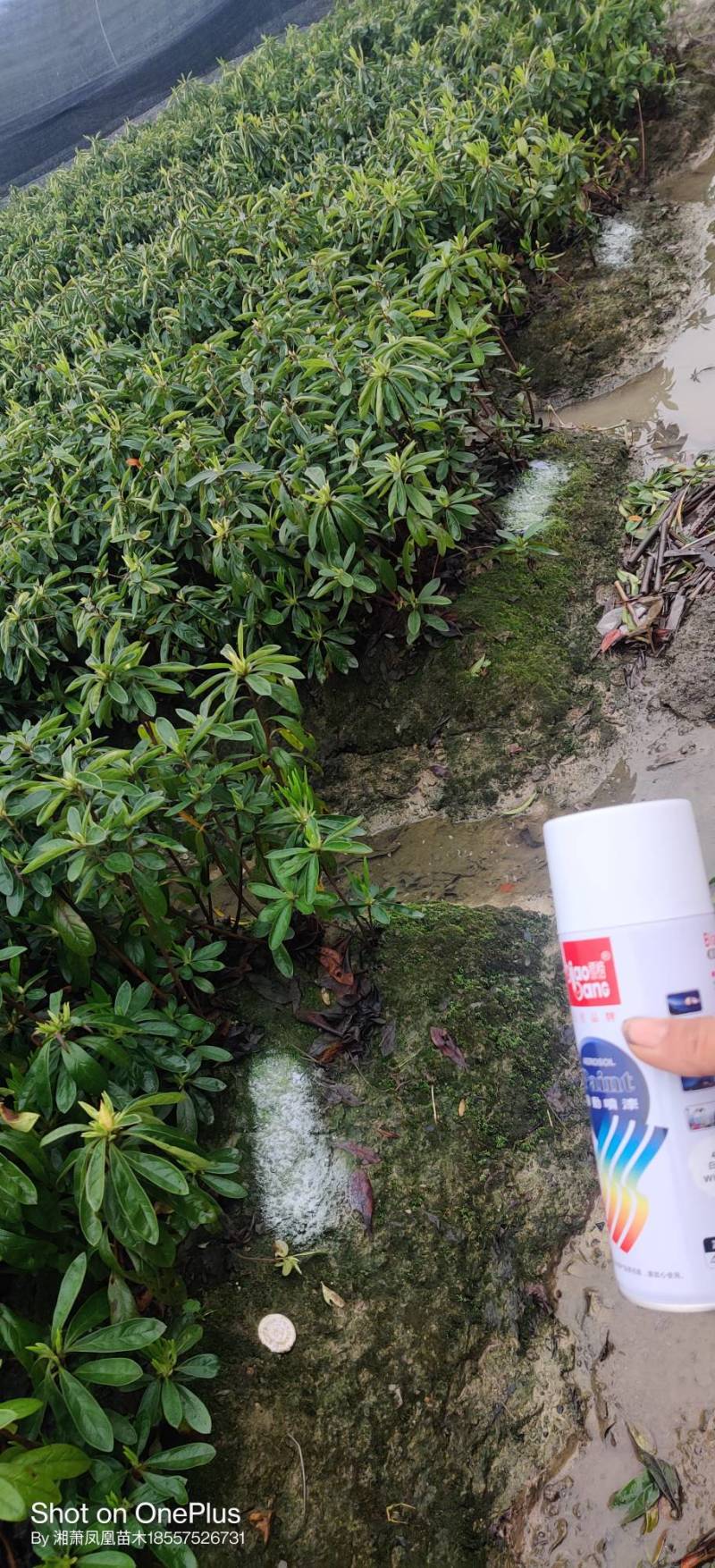 毛杜鹃，毛鹃，绍兴基地直销，毛杜鹃批发量大从优