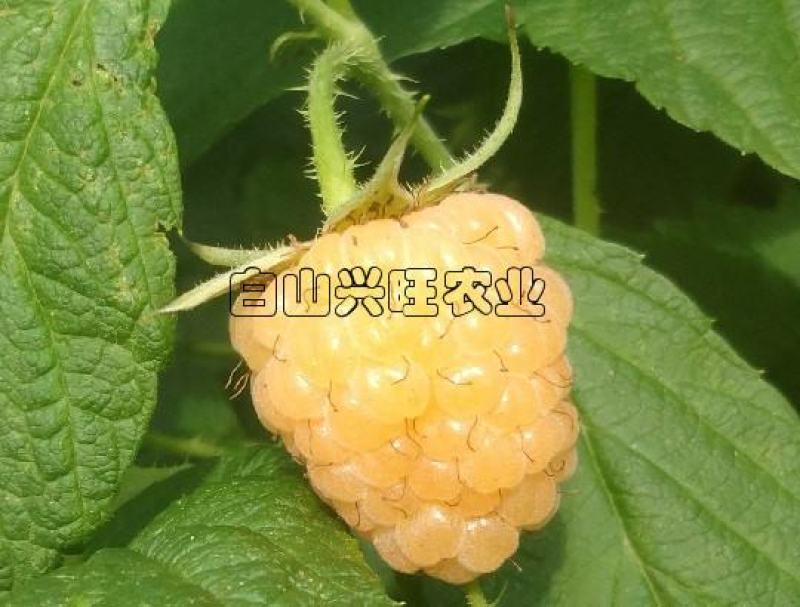 树莓苗黄树莓树莓种苗树莓干大果双季黄树莓苗