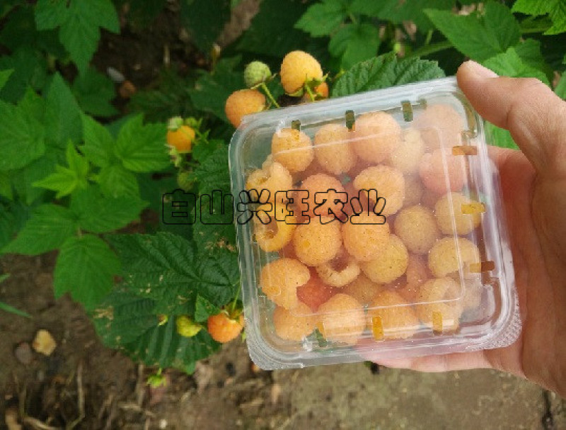 树莓苗黄树莓树莓种苗树莓干大果双季黄树莓苗