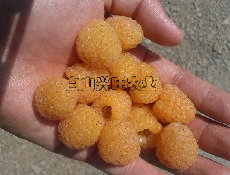树莓苗黄树莓树莓种苗树莓干大果双季黄树莓苗