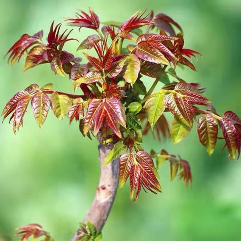 红油香椿苗沂蒙山红油香椿芽香椿苗基地现挖现发包成活