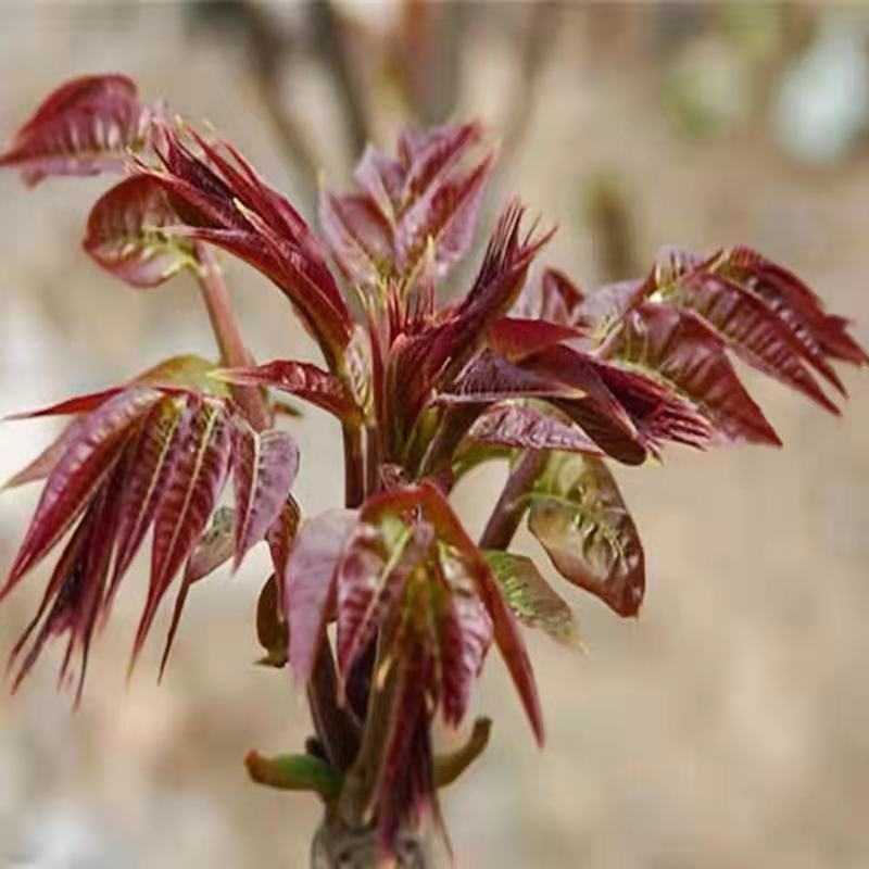 红油香椿苗沂蒙山红油香椿芽香椿苗基地现挖现发包成活