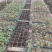 脱毒红薯苗开始预订啦！冷棚育苗品种有：龙薯九号、西瓜红