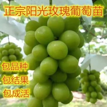 阳光玫瑰葡萄树苗嫁接正宗无核阳光十三葡萄苗地栽盆栽无籽葡