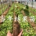 阳光玫瑰葡萄树苗嫁接正宗无核阳光十三葡萄苗地栽盆栽无籽葡