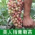 阳光玫瑰葡萄树苗嫁接正宗无核阳光十三葡萄苗地栽盆栽无籽葡