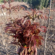 红油香椿苗沂蒙山红油香椿芽香椿苗基地现挖现发包成活