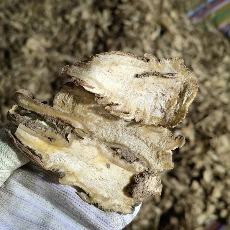当归头片产地甘肃今年新货实图拍摄量大从优欢迎选
