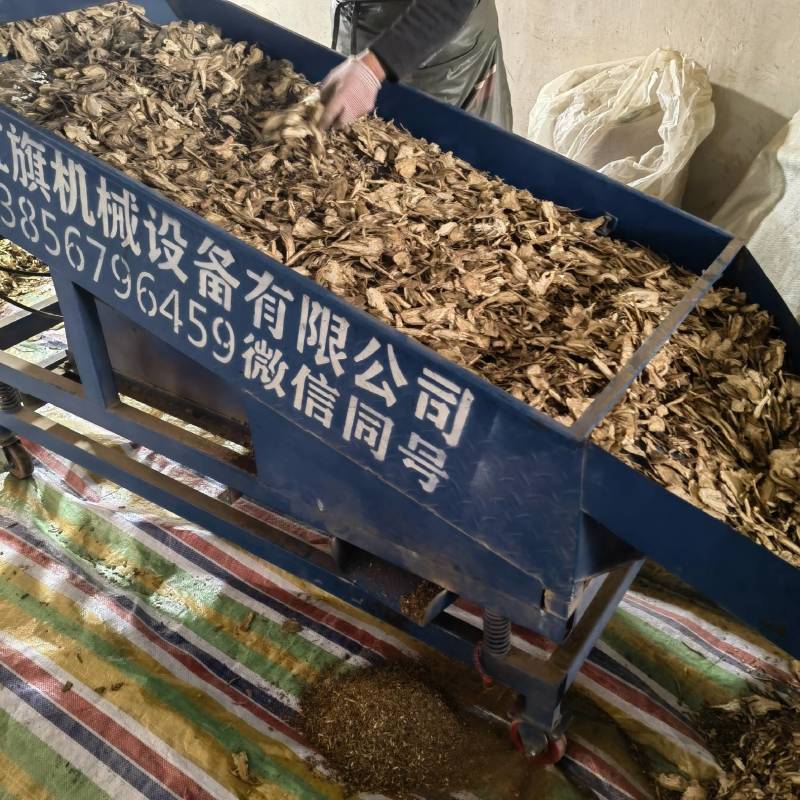 当归头片产地甘肃今年新货实图拍摄量大从优欢迎选
