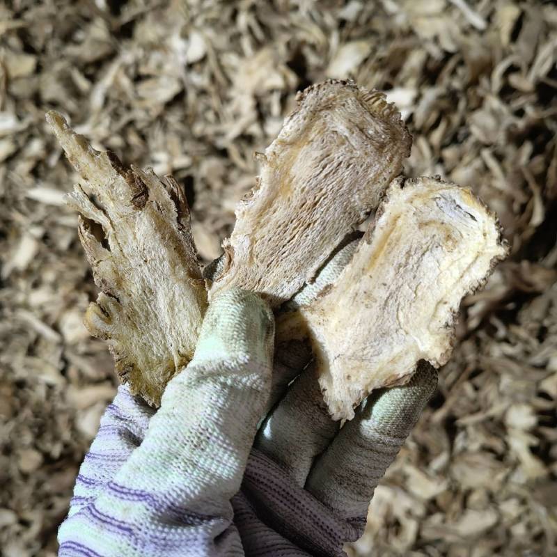 当归头片产地甘肃今年新货实图拍摄量大从优欢迎选