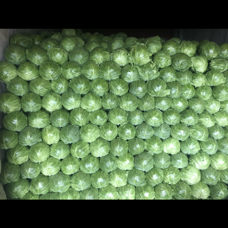 精品甘蓝包菜河南大量上市