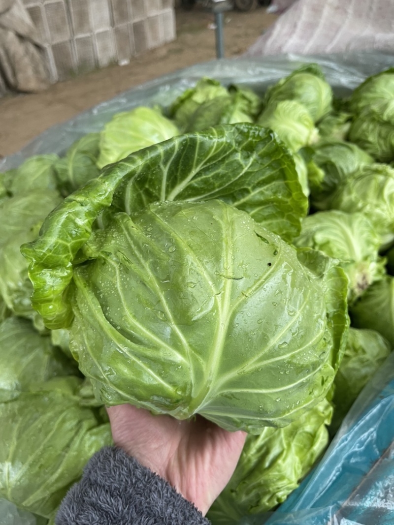 精品甘蓝包菜河南大量上市