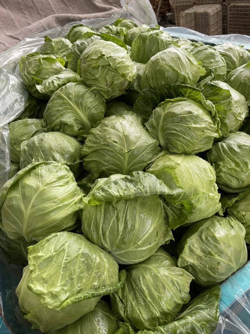 精品甘蓝包菜河南大量上市