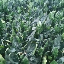 菠菜