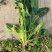 菠菜