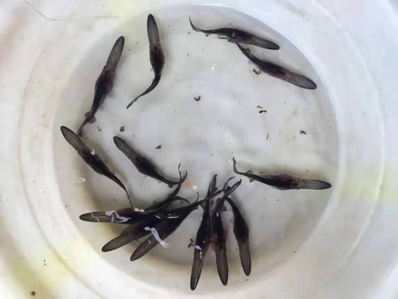 鸭嘴鱼苗匙吻鲟苗肉质鲜美营养丰富基地直供