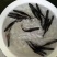 鸭嘴鱼苗匙吻鲟苗肉质鲜美营养丰富基地直供