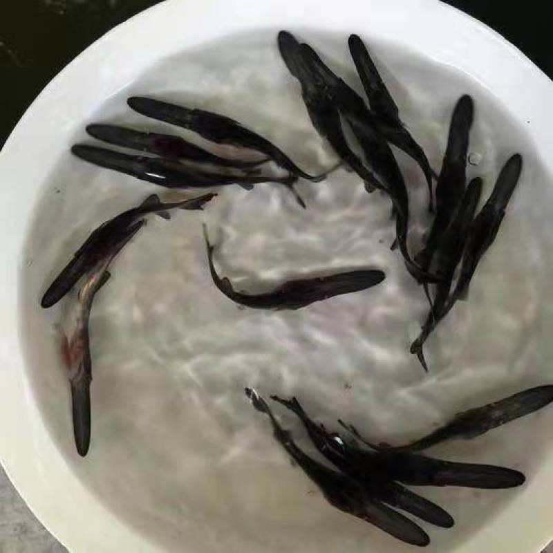 鸭嘴鱼苗匙吻鲟苗肉质鲜美营养丰富基地直供