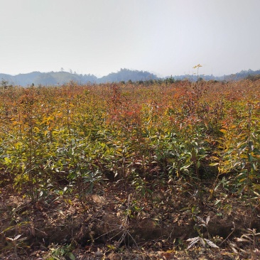 两年木荷苗地经0.8-1公分木荷小苗江西奉新木荷基地