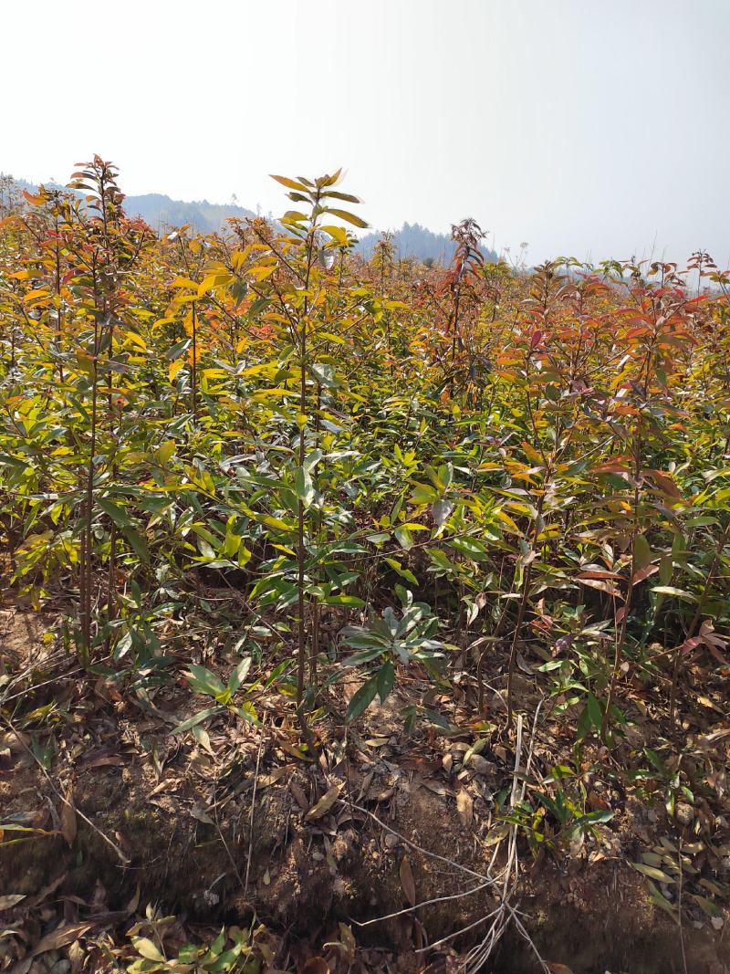两年木荷苗地经0.8-1公分木荷小苗江西奉新木荷基地