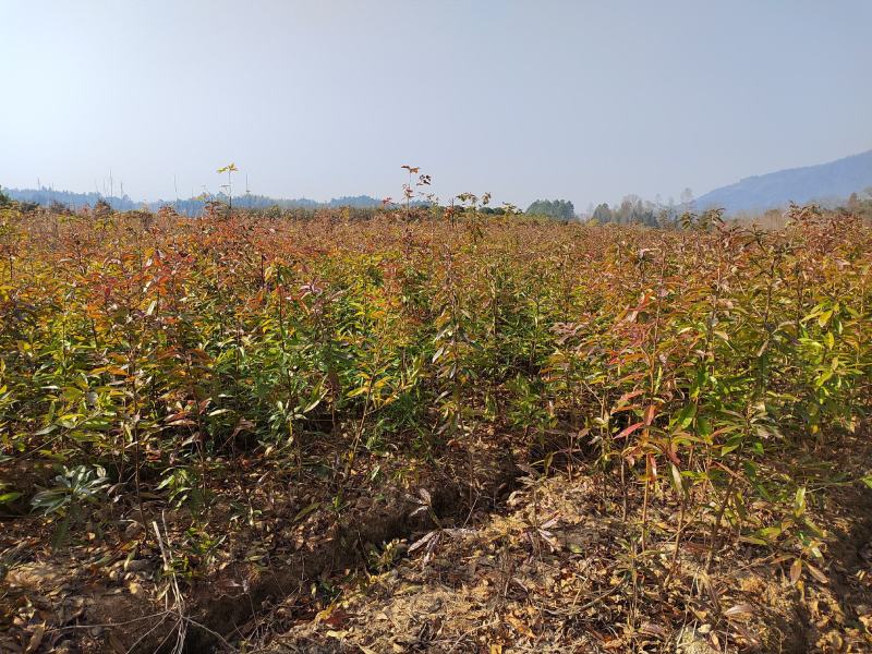 两年木荷苗地经0.8-1公分木荷小苗江西奉新木荷基地
