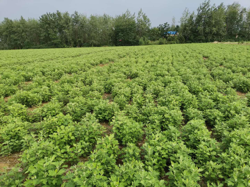 优质艾草苗存活率高产量高出绒率高，保障种植技术现挖现发