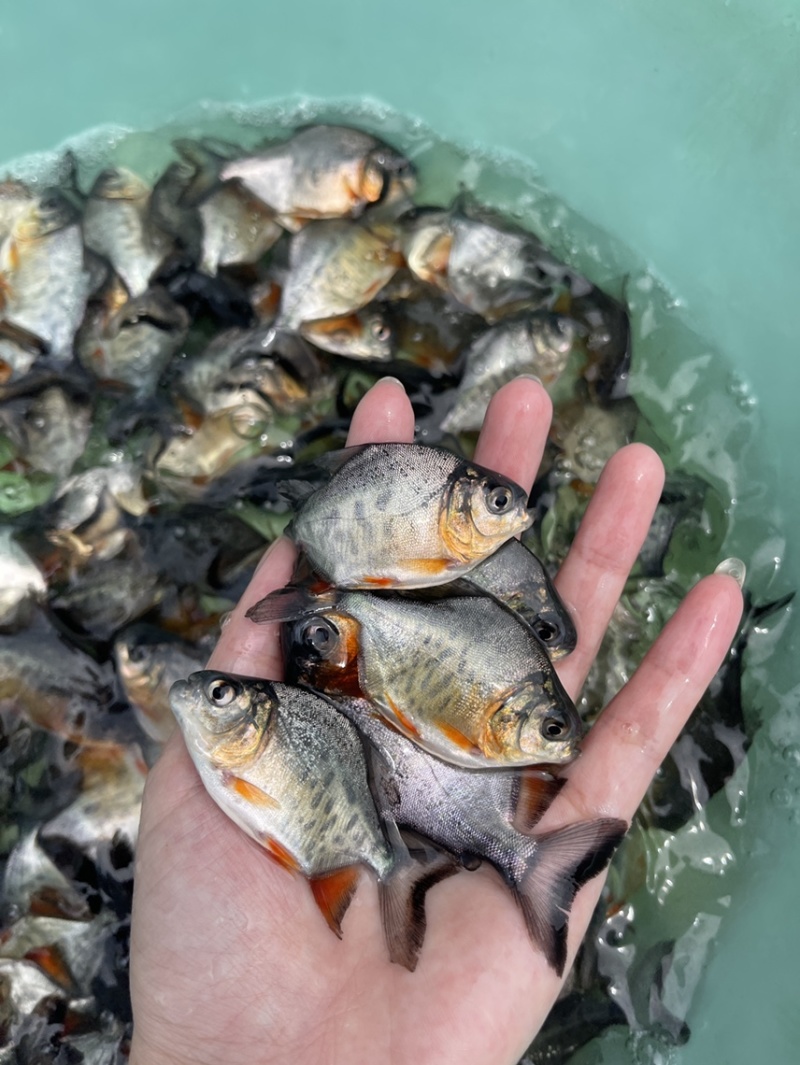 优质白鲳鱼苗，漂亮均匀，活力生猛健康无病症，好养快大