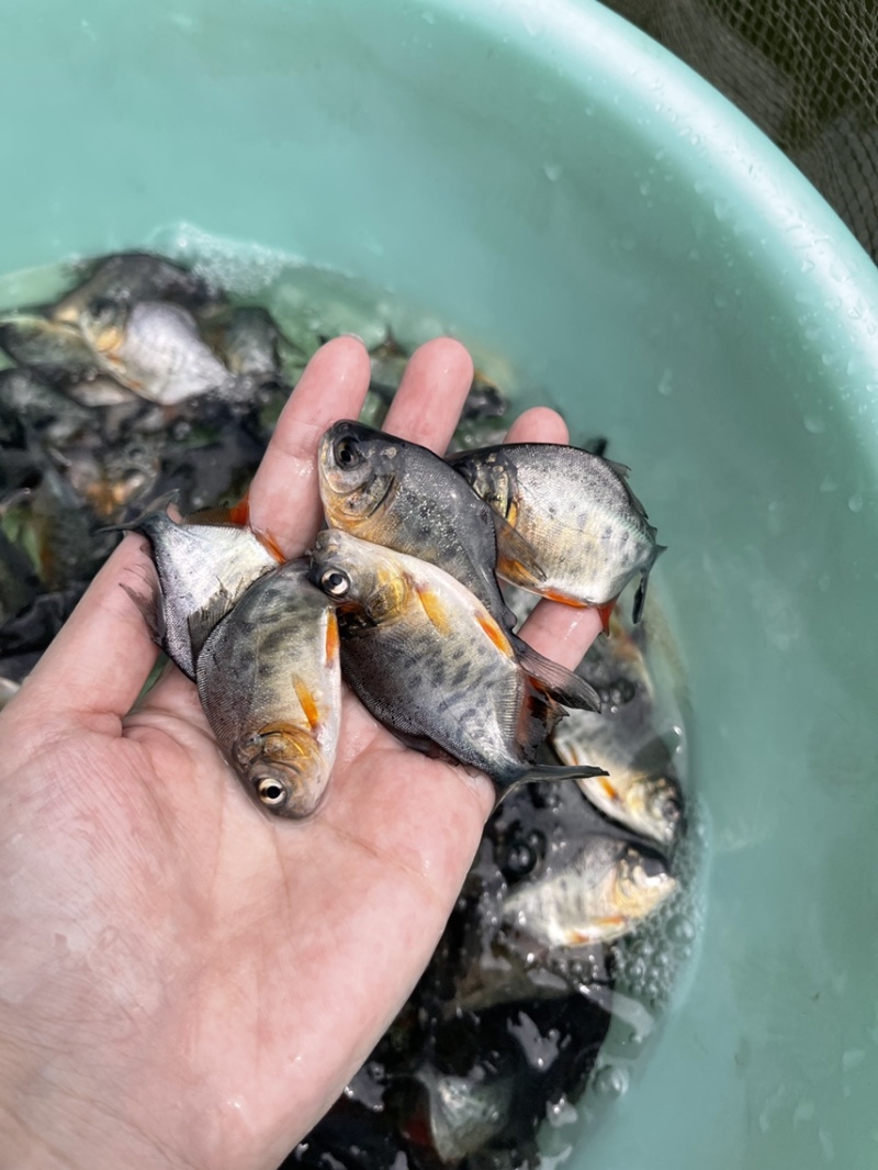 优质白鲳鱼苗，漂亮均匀，活力生猛健康无病症，好养快大