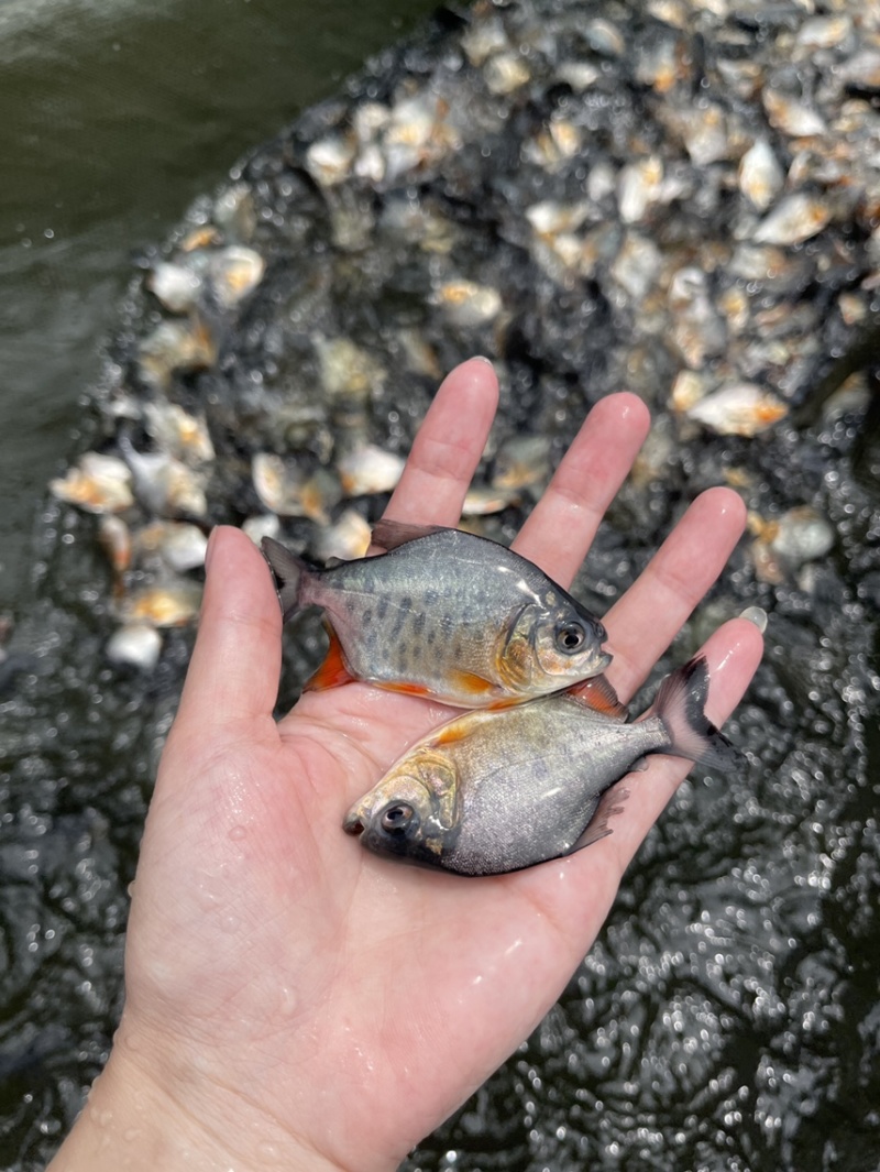 优质白鲳鱼苗，漂亮均匀，活力生猛健康无病症，好养快大