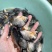 优质白鲳鱼苗，漂亮均匀，活力生猛健康无病症，好养快大