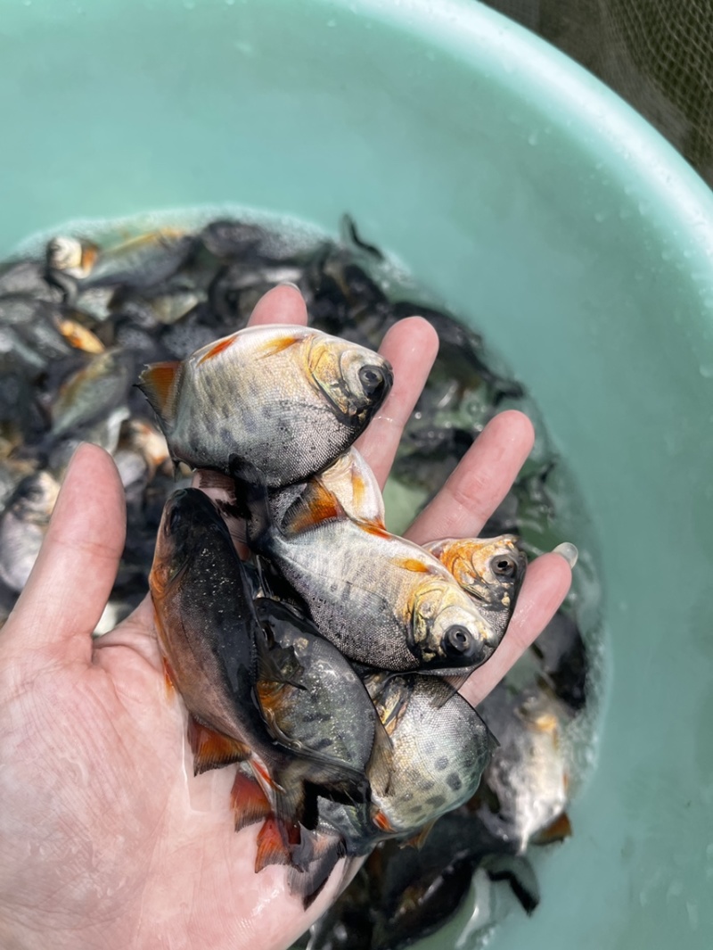 优质白鲳鱼苗，漂亮均匀，活力生猛健康无病症，好养快大