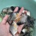 优质白鲳鱼苗，漂亮均匀，活力生猛健康无病症，好养快大