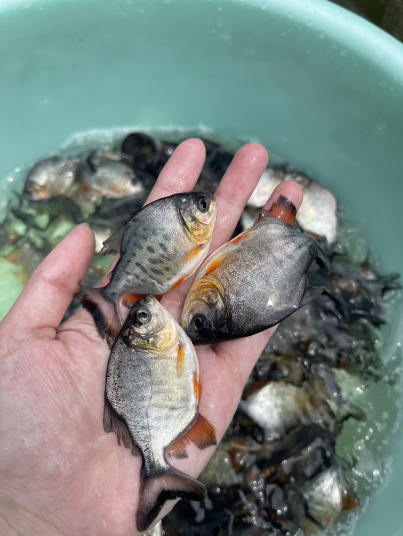 优质白鲳鱼苗，漂亮均匀，活力生猛健康无病症，好养快大