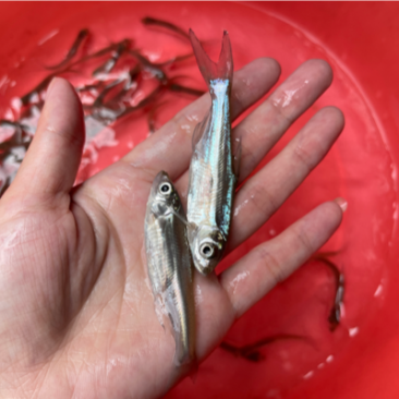 翘嘴鱼苗，健康无病症，价格优惠，保质保量