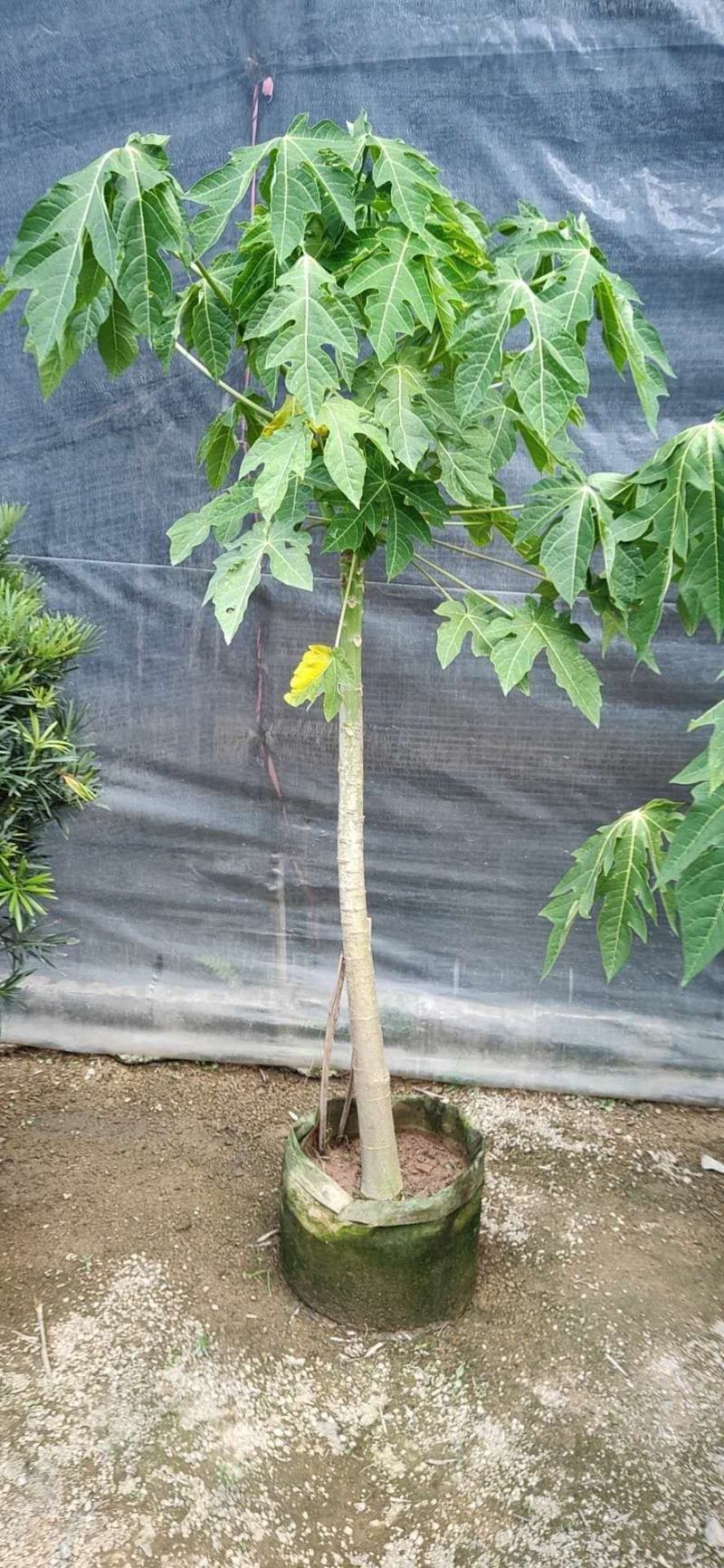 精品木瓜树，黄金木瓜，各种规格70-300cm
