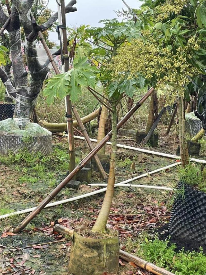 精品木瓜树，黄金木瓜，各种规格70-300cm
