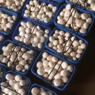 双孢菇菌种口蘑菌种蘑菇菌种食用菌菌种白蘑菇菌种