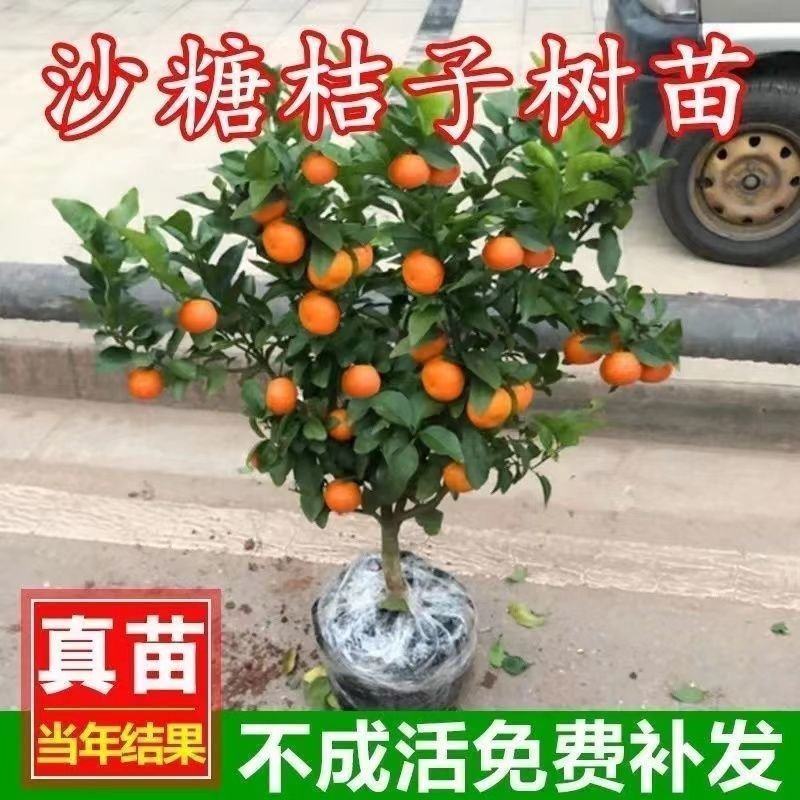 无籽砂糖橘子树苗南北方盆栽地栽沙糖橘庭院阳台四季种植当年