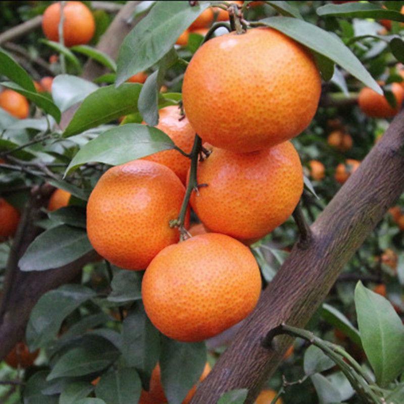 无籽砂糖橘子树苗南北方盆栽地栽沙糖橘庭院阳台四季种植当年