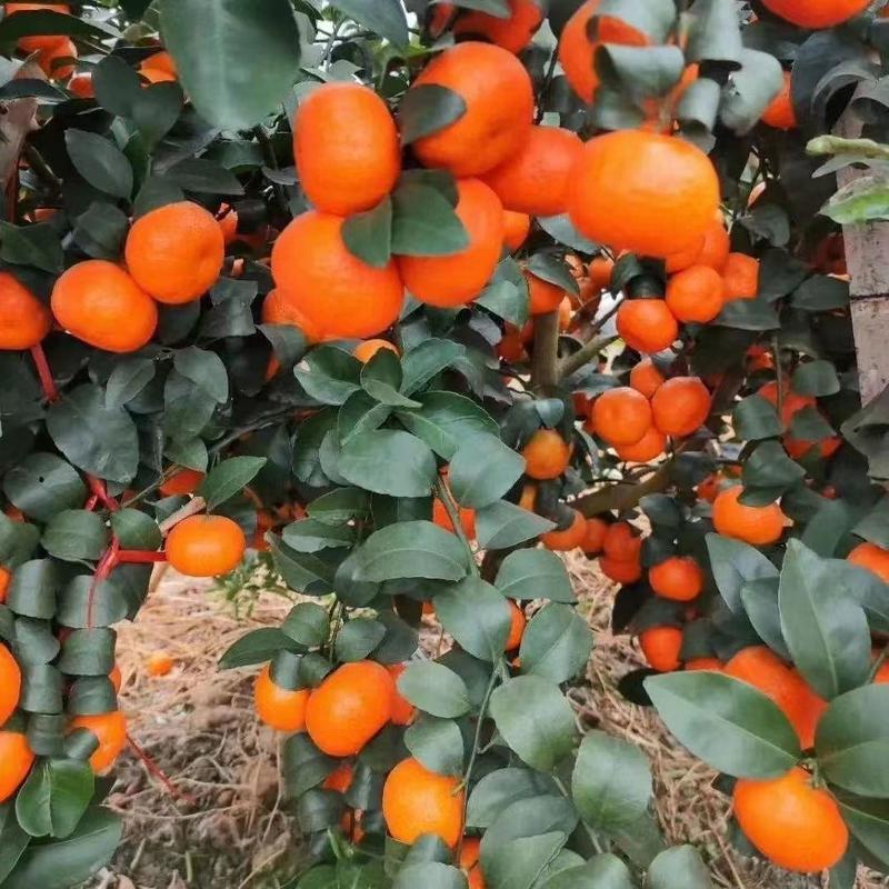 无籽砂糖橘子树苗南北方盆栽地栽沙糖橘庭院阳台四季种植当年