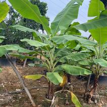 精品香蕉树，各种规格大量供应