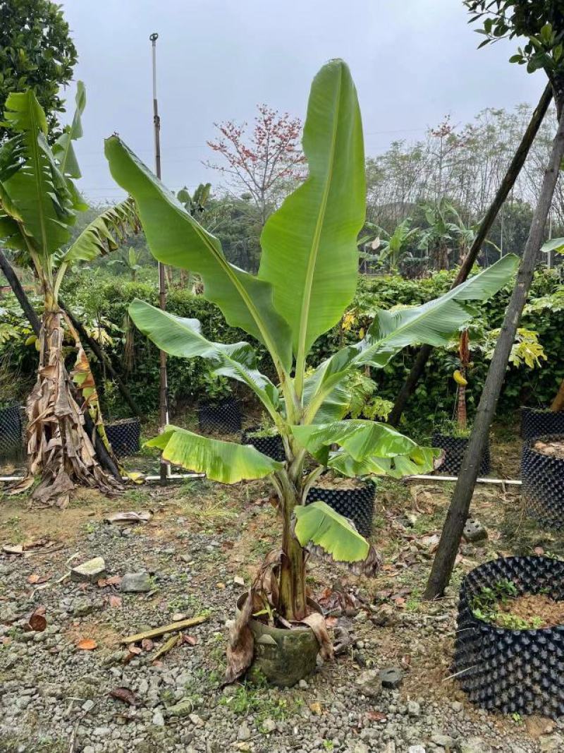 精品香蕉树，各种规格大量供应