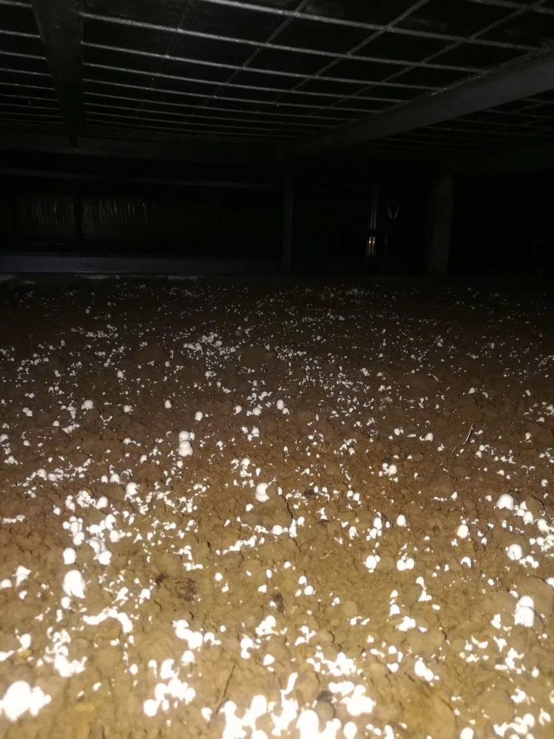 双孢菇菌种口蘑菌种蘑菇菌种食用菌菌种白蘑菇菌种